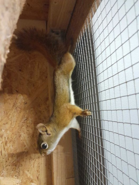 Sprzedam wiewiórkę hudsona dorosła