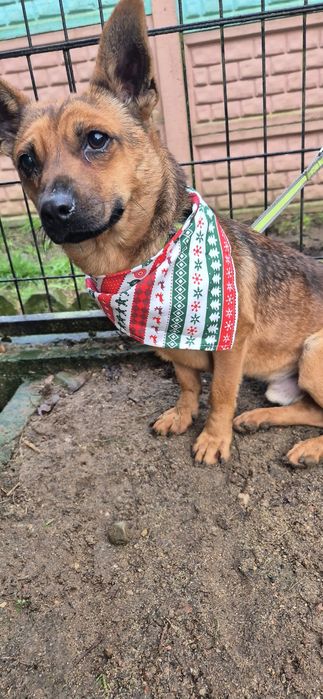 Mały piesek okolo 3 lata