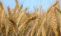 Пшениця овес продам 2023 зерно