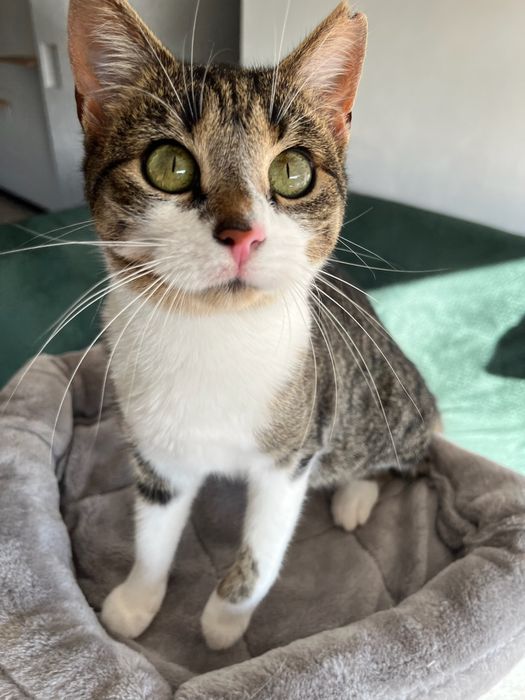 Lilo - bezdomna koteczka szuka domu