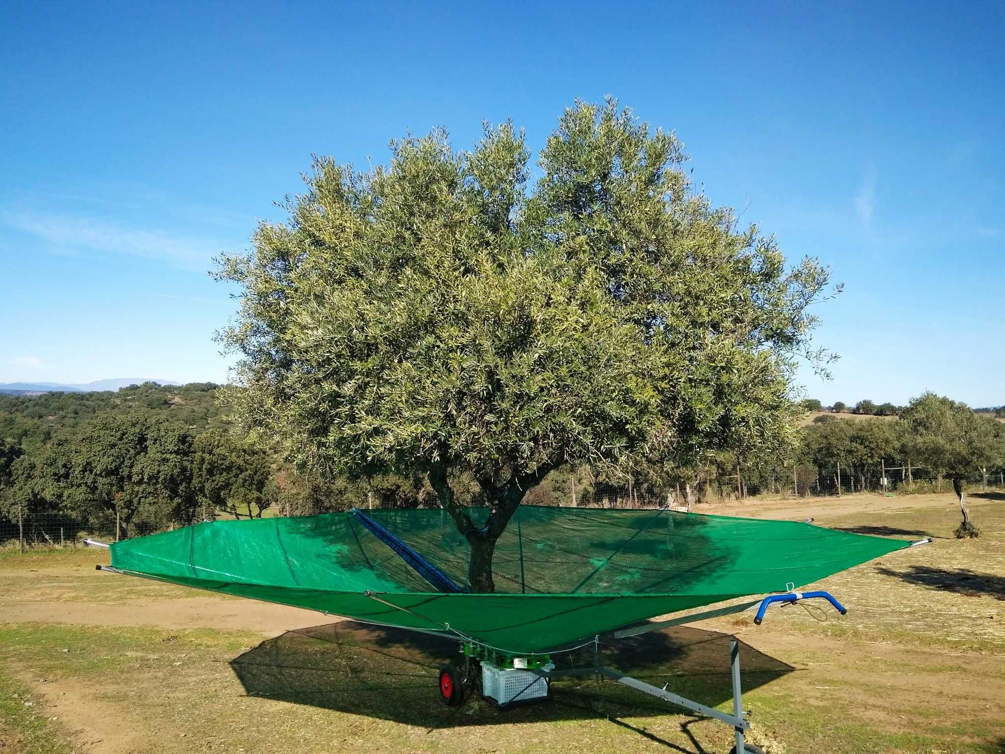 Toldos e apara frutos para apanha de azeitona