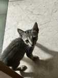 Gatinhos para adoção responsável