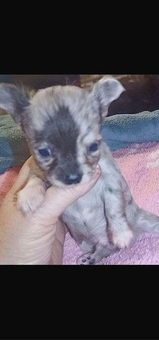 Чихуахуа Мерлюшный мини