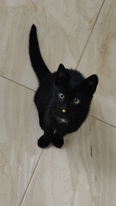 Kotek szuka dobrego domu