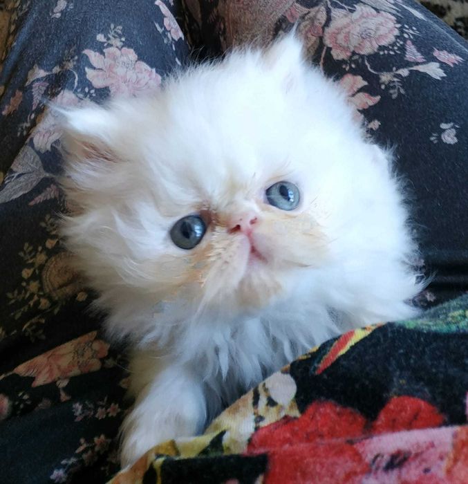 Piękny kotek kotka perski zachodniopomorskie Szczecin Koszalin