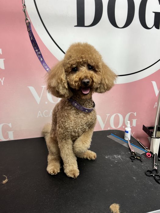 Шукаю моделей для стрижки собак - безкоштовно