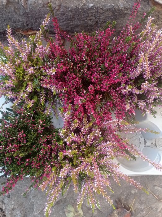 Вереск цветущий.