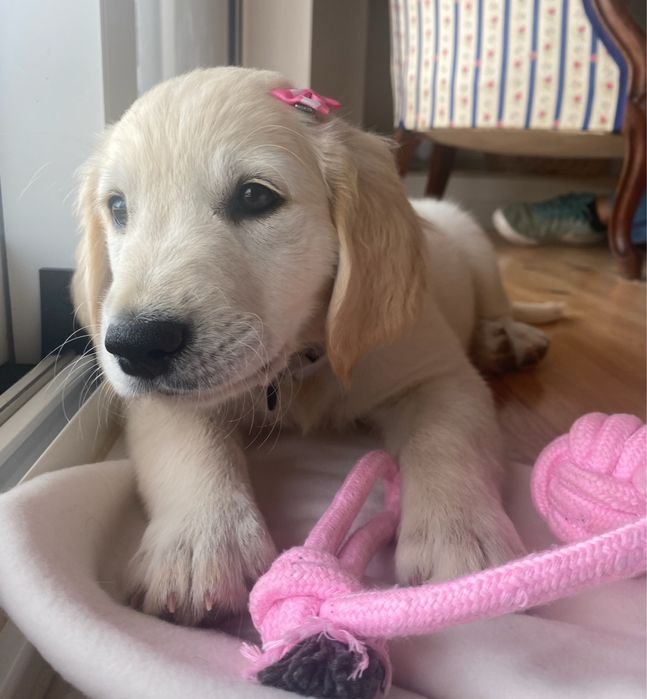 Golden Retriever TOP