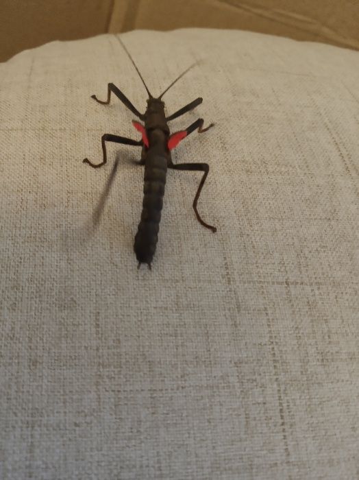 Палочник перуанський кольдірьерський