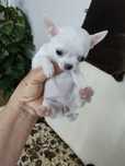 Chihuahuas  bebês