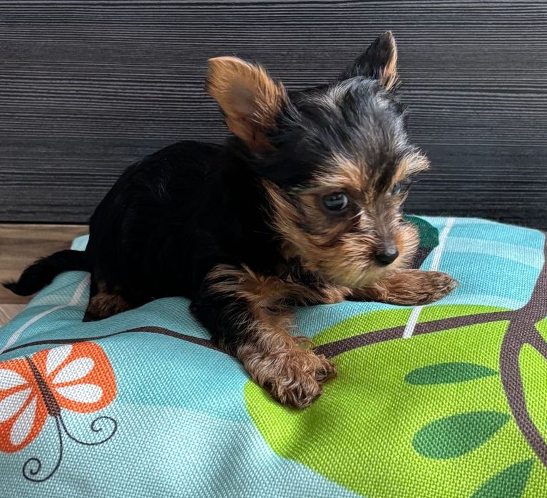 York - kochany rozrabiaka