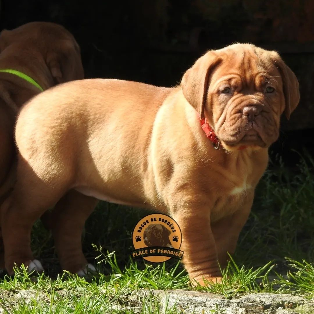 Dogue de Bordéus