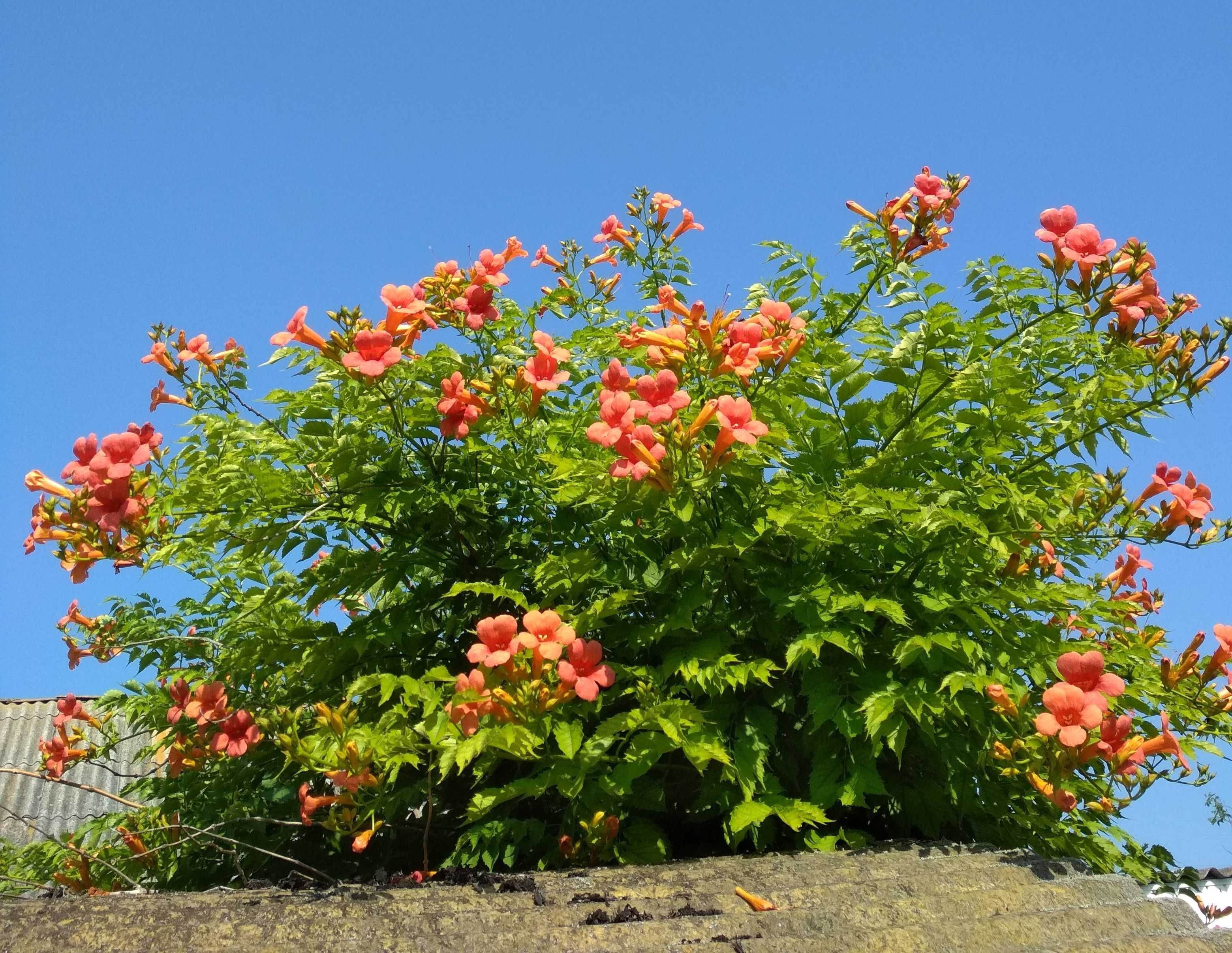 Кампсис квітуча ліана садова рослина декоративна лиана
