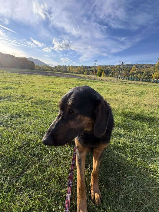 Roczny Psiak w typie beaucerona - UNIKAT