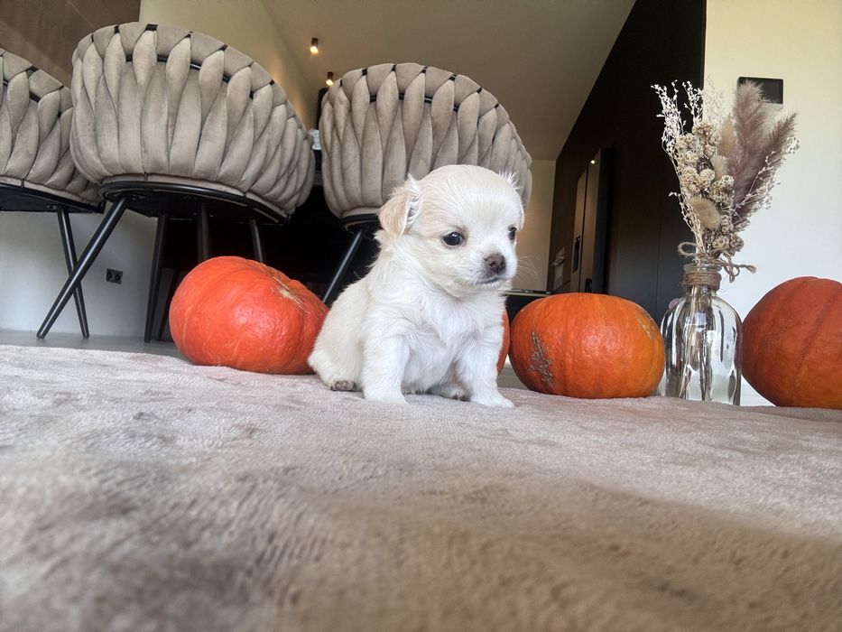 Chihuahua FCI ZKWP Sunia