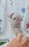 Excelente Pug Pink Carlin, merle, exótico maravilhoso