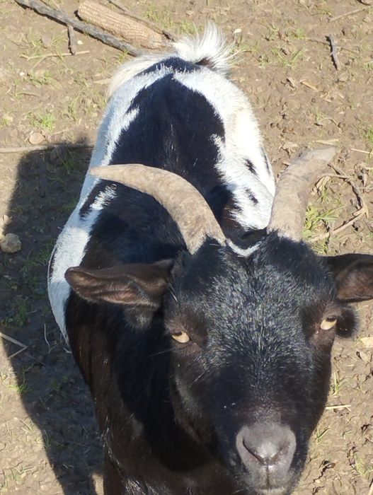 Vendo cabra anã adulta