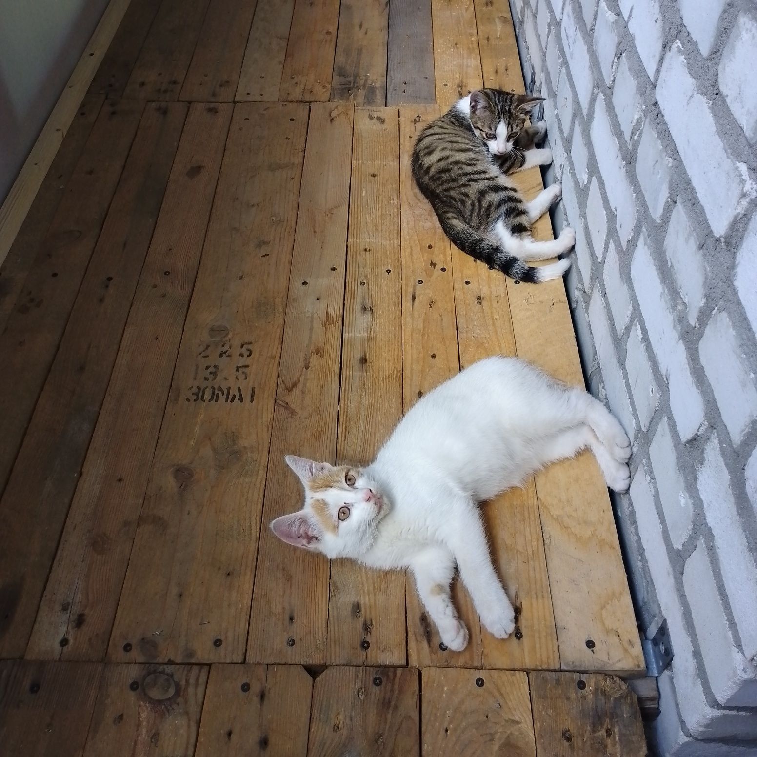 Котики 4 місяці дуже лагідні