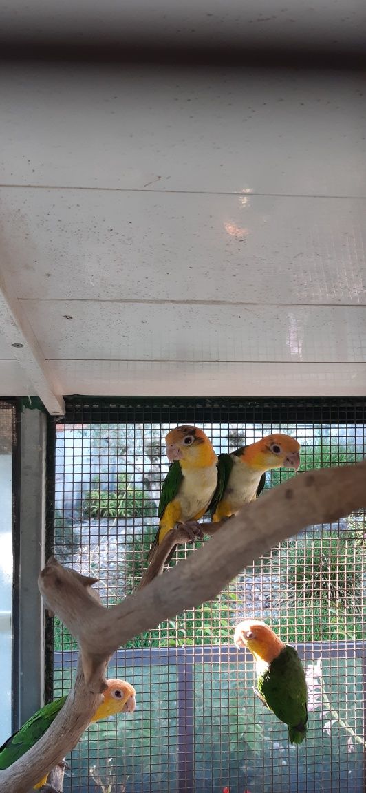 Marianinhas de Cabeça Canela