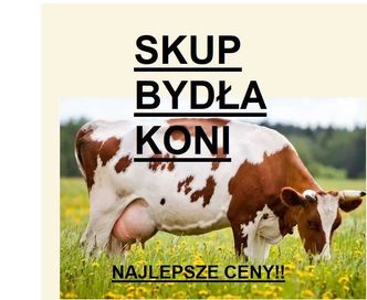 Skup Koni, bydła