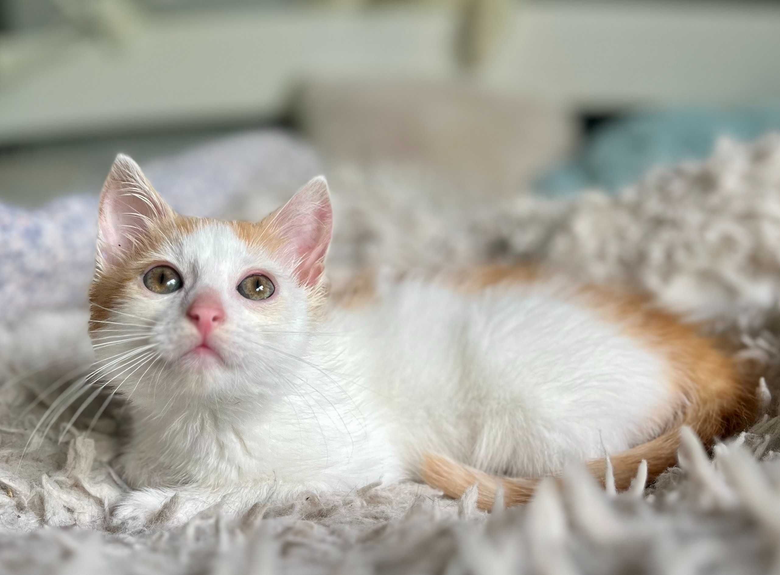 TADEK do adopcji, mały kotek szuka domu!