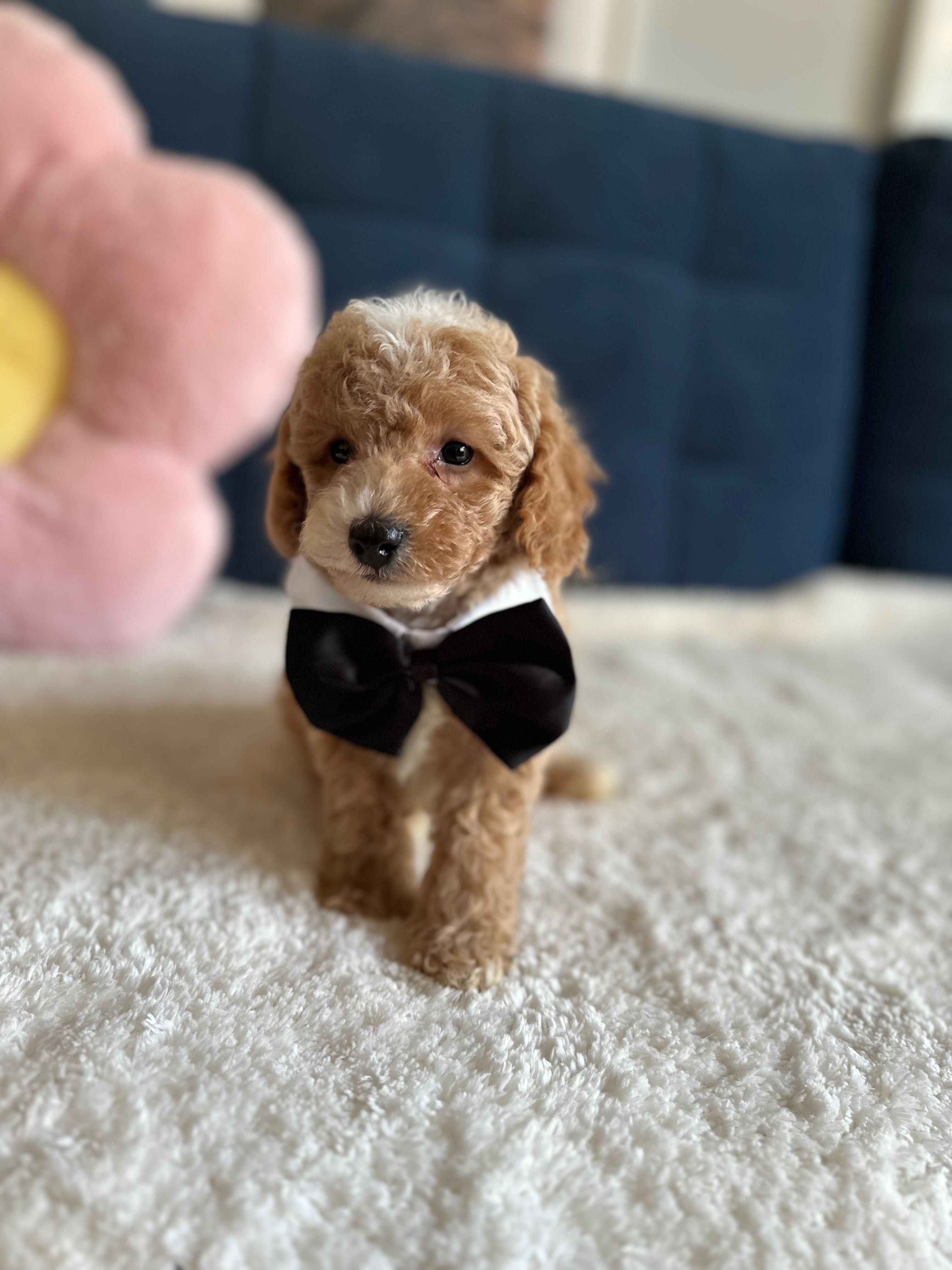 Śliczny Piesek Maltipoo F1b!