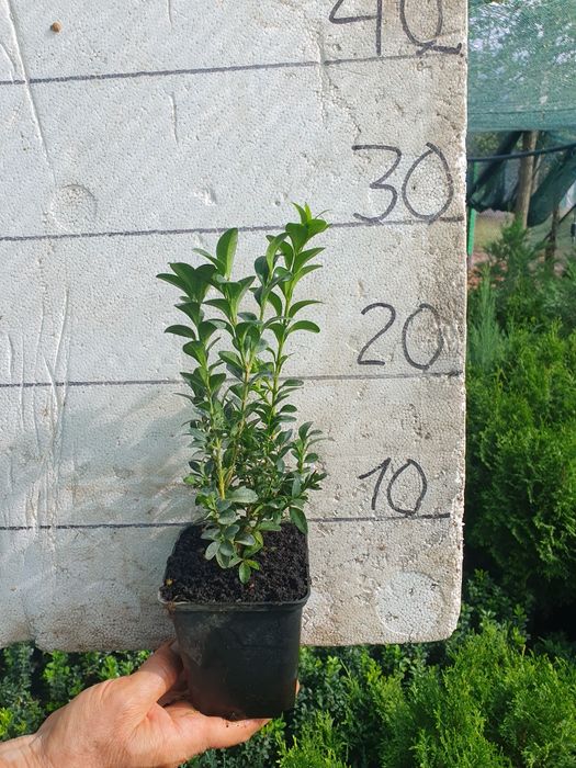 Самшит вечнозелёный 25-30см