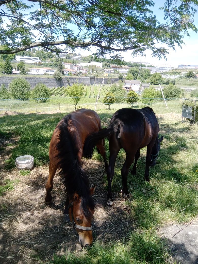 Casal de cavalos garranos