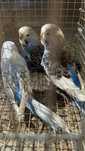 Periquitos ingleses e aves criadas a mao