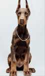 Sunia Doberman FCI 3 miesiace