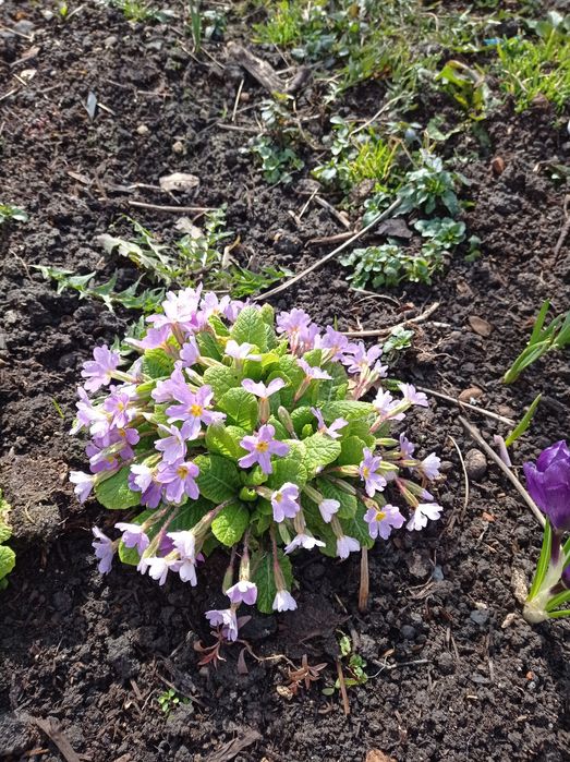 Примула садова продам