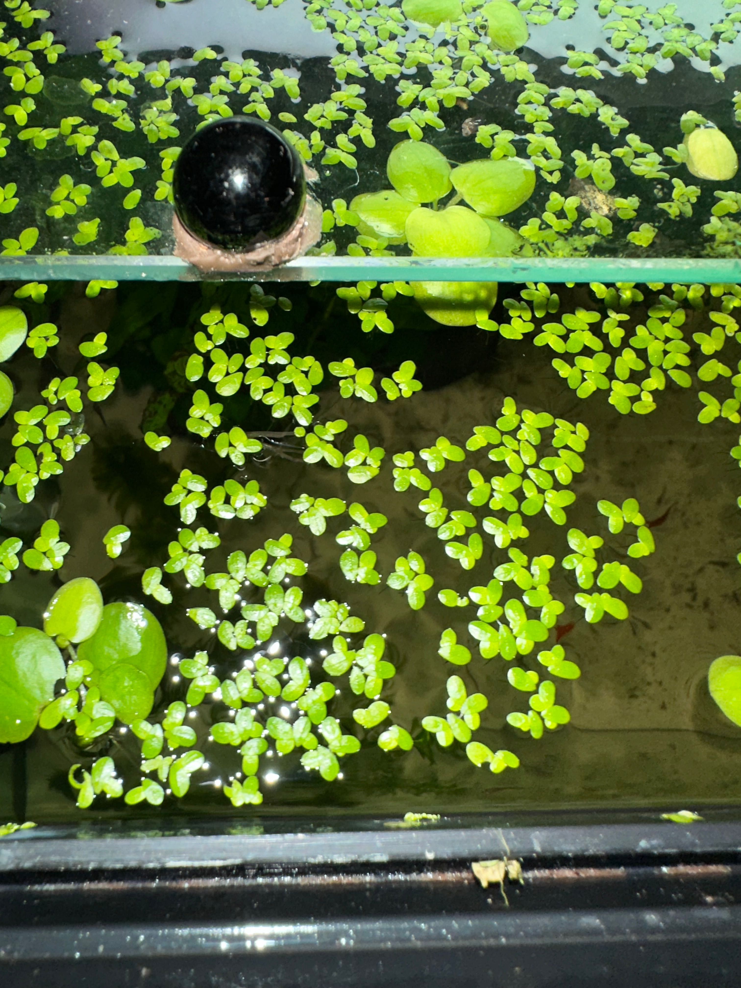 Plantas de superfícies para aquários