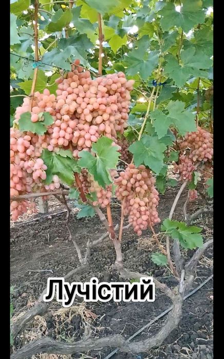 Саженцы винограда