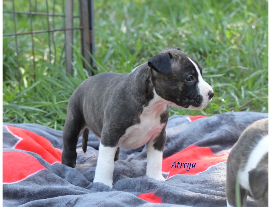 Amstaff chłopczyk doskonały rodowód i socjal