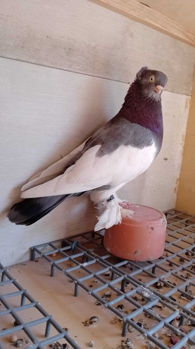 Sroczka Polska niebieska