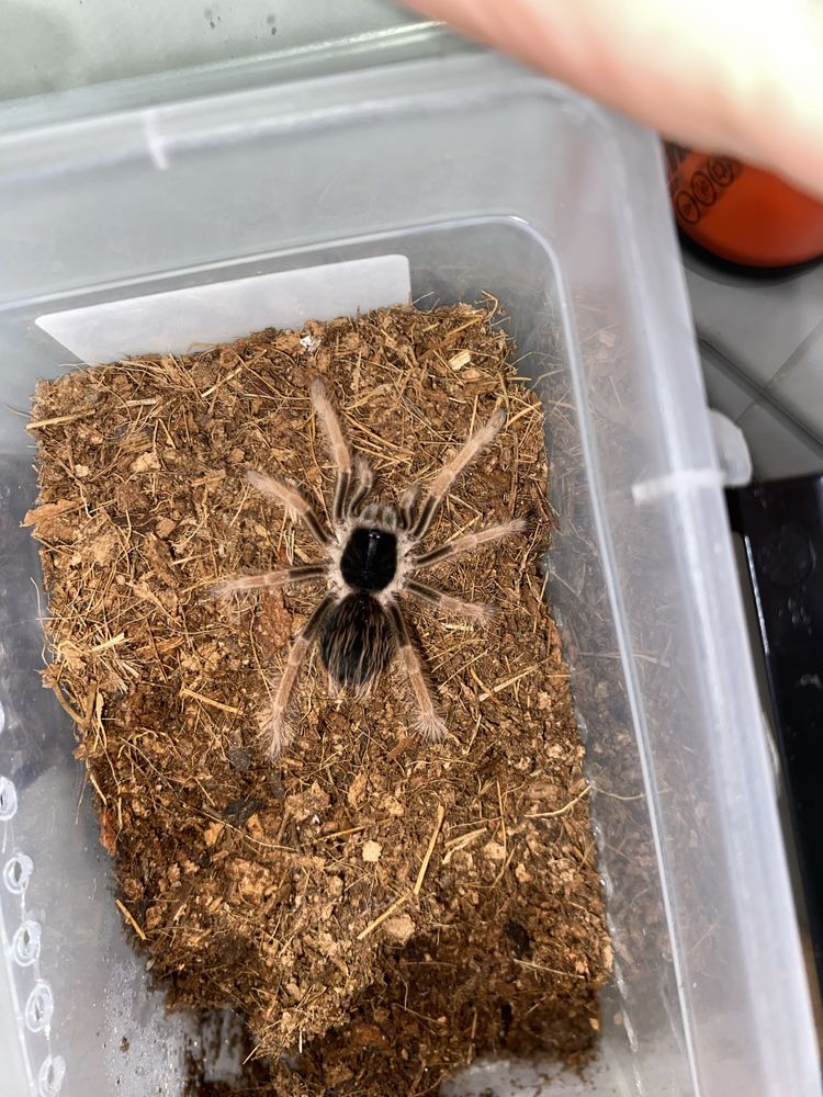 M. robustum L2/3