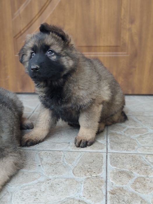 Owczarek niemiecki długowłosy piesek