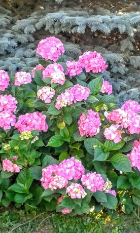Hortensja ogrodowa Otaksa. Różowe kwiaty.