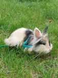 Króliczek Lionhead