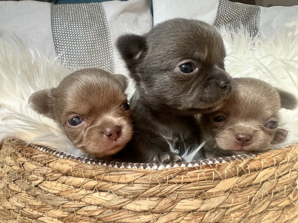 Unikatowa piekność mini chihuahua