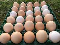 Jaja Jajka Świeże Wiejskie Swojskie [1 sztuka = 1 zł]