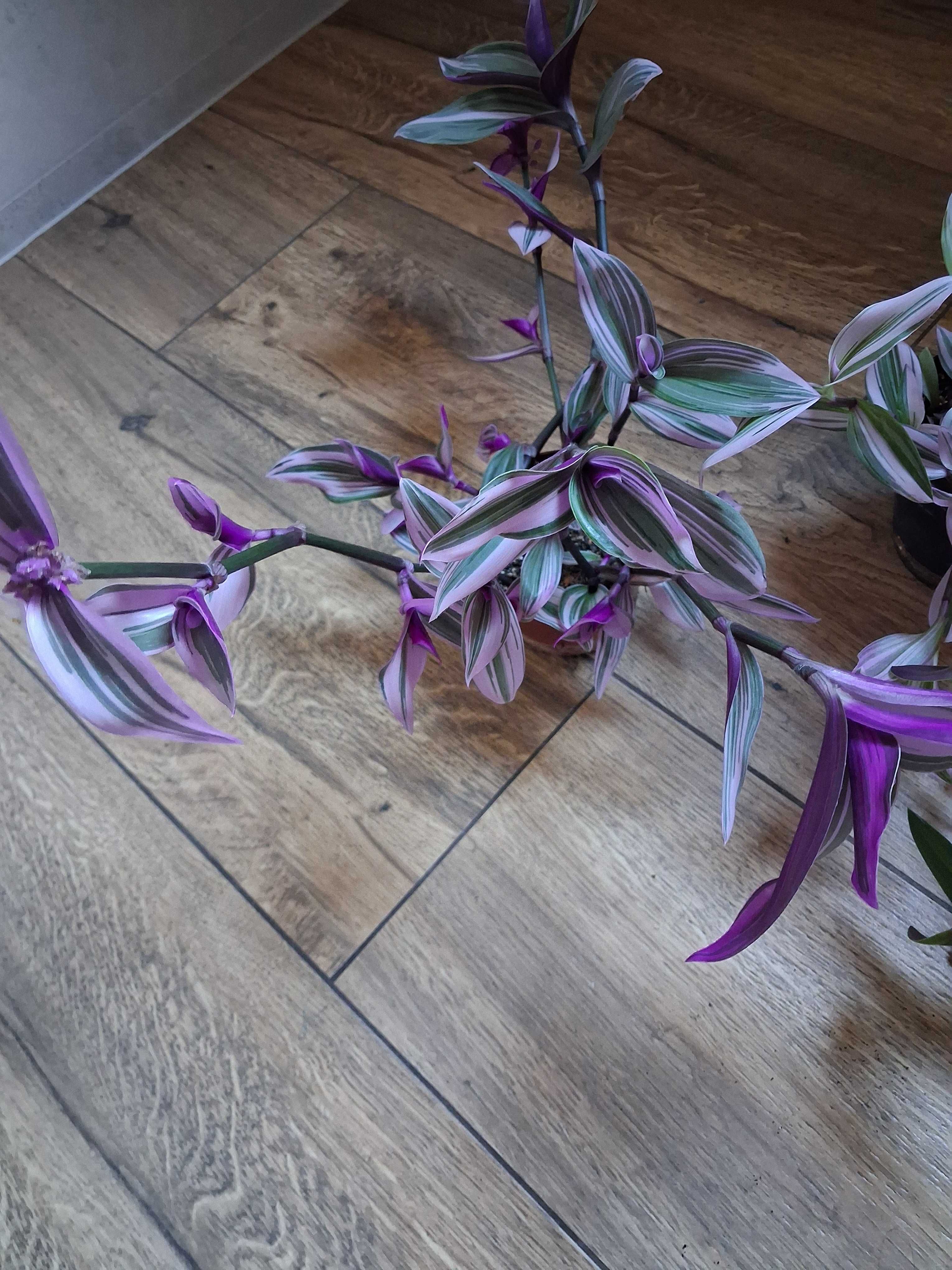 Tradescantia 'Nanouk' Trzykrotka
