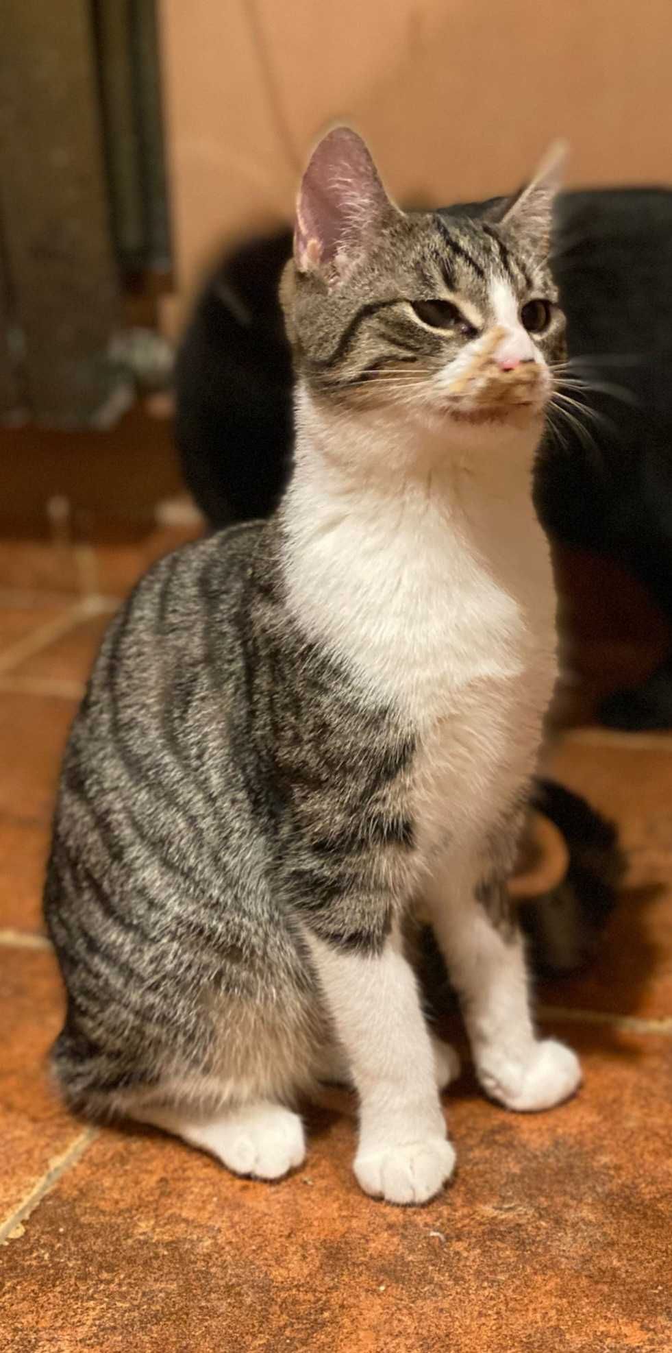 Kolorowy kocurek do adopcji