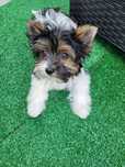 Yorkshire Terrier Biewer
