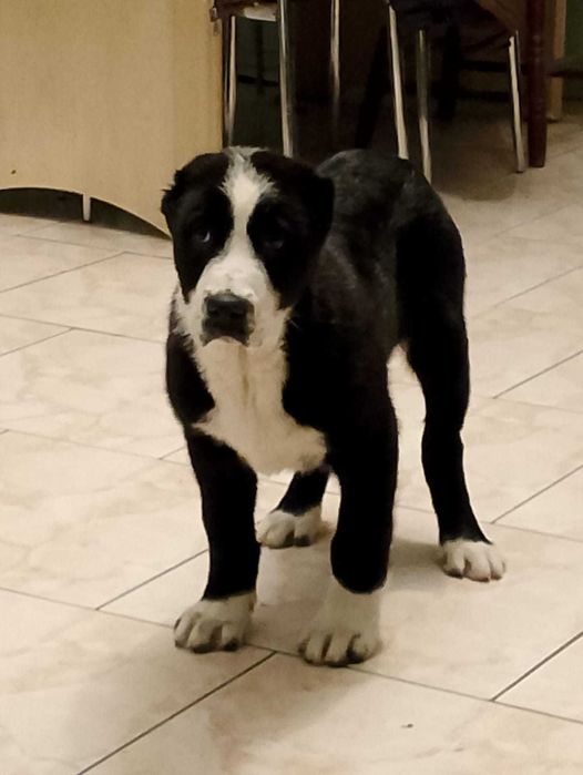 Owczarek srodkowoazjatycki