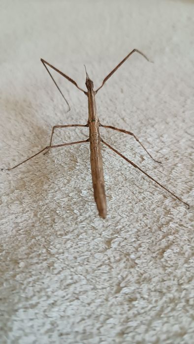 В'єтнамський палочник