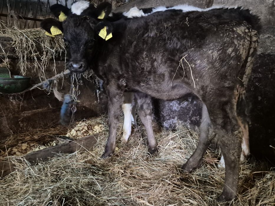 Sprzedam  cielaki byczki I jalowki