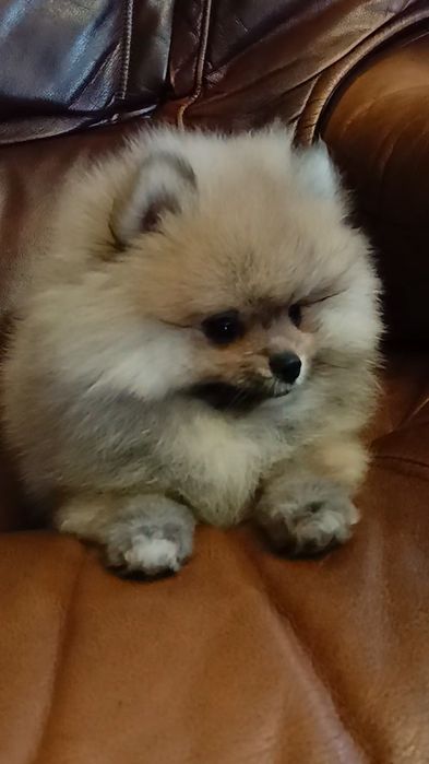 Szpic miniaturowy Pomeranian suczka
