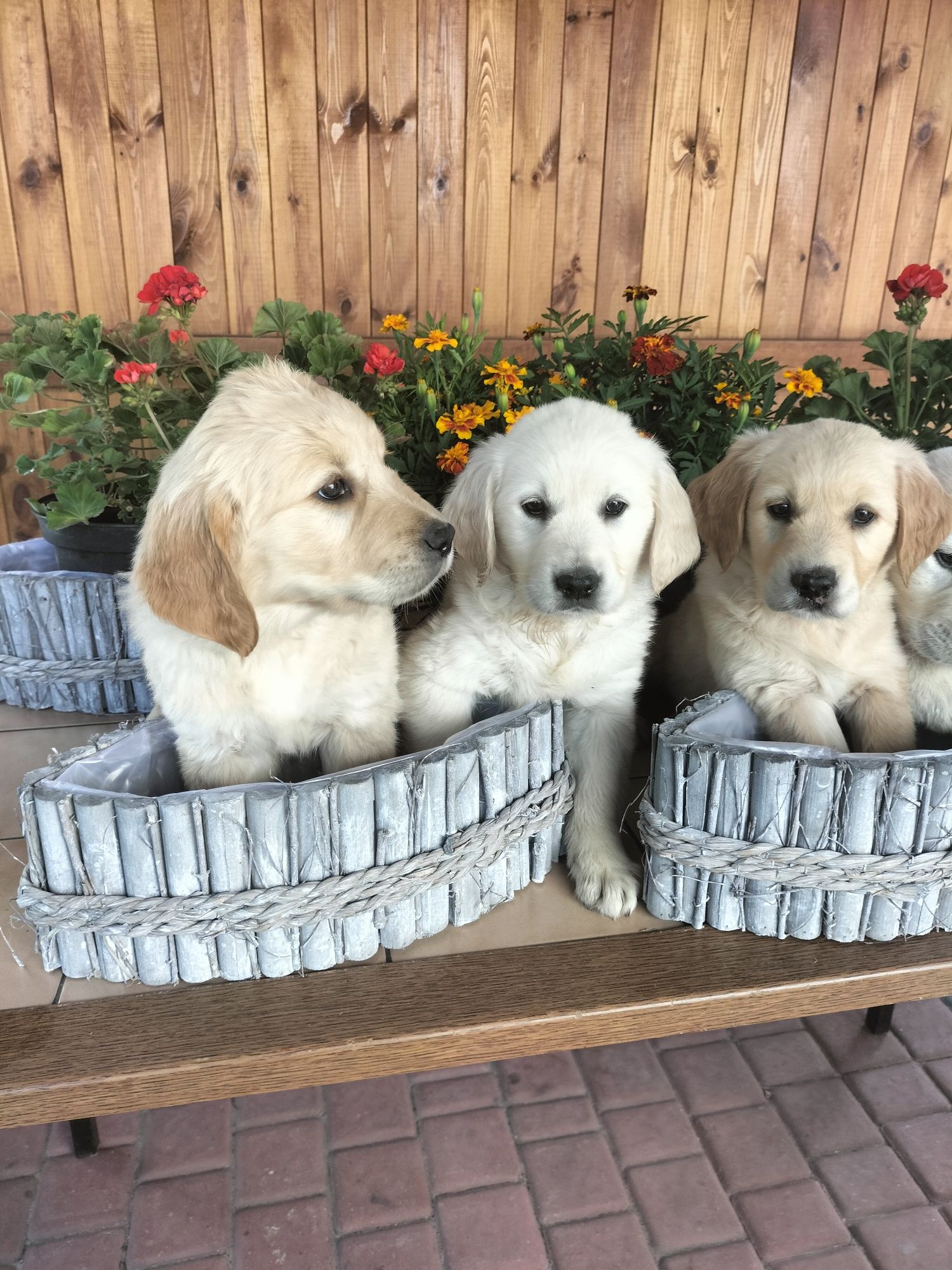 Golden Retriever