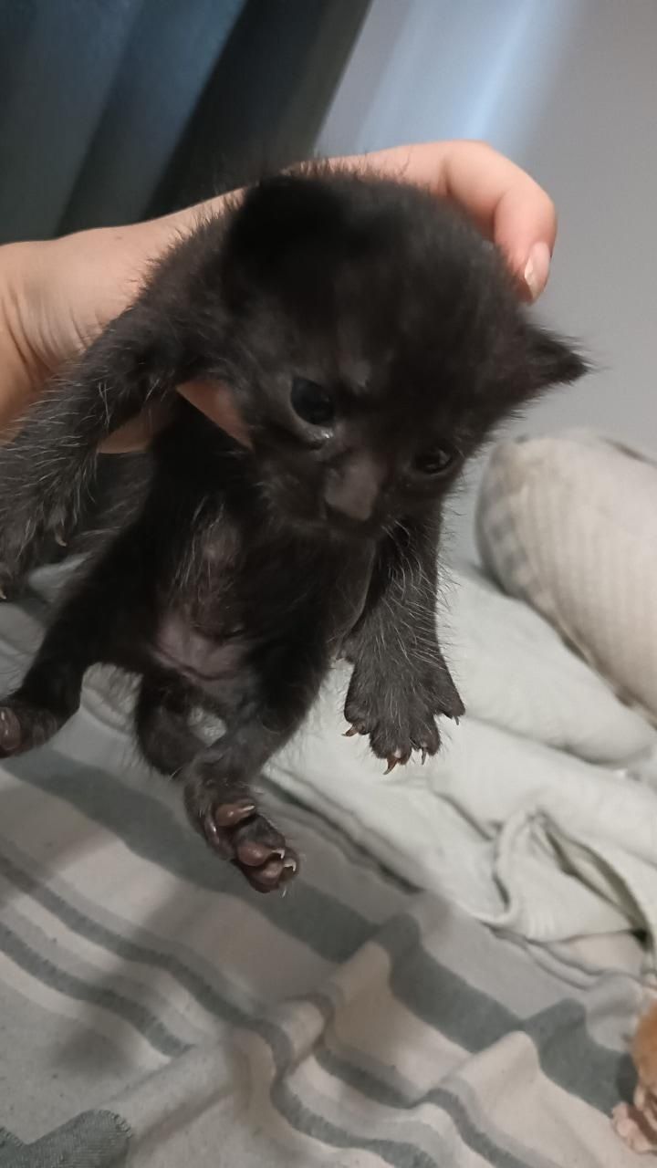 gata fêmea para adopção